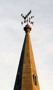 birds roosting at sunset on the spire of Fen Drayton